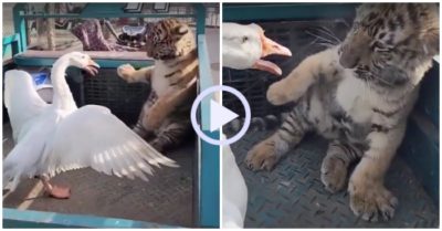 Video: Hổ hoảng sợ vì bị ngỗng bắt nạt