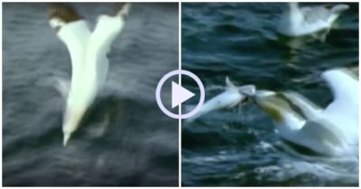Video: Hàng trăm con chim ó biển lao như tên bay khi bắt cá
