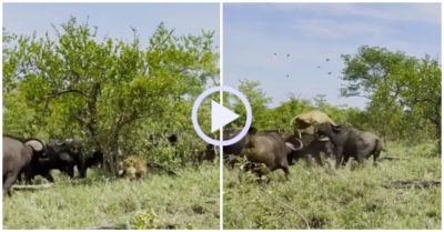 Video: Sư tử đực bị hàng trăm con trâu rừng lao vào hất văng khỏi mặt đất