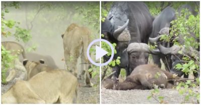 Video: Trâu mẹ xua đuổi bầy sư tử bảo vệ xác con