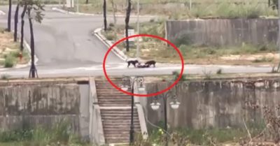 Tin tức tối 20/2: Có nồng độ cồn, tài xế vẫn chở 16 phụ huynh và học sinh đi tham quan; Vụ 2 con chó cắn nam sinh: Phạt chủ nuôi 1,5 triệu đồng