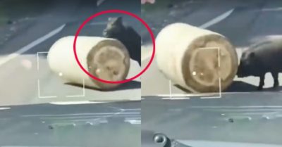 Video: Lợn rừng đẩy khúc gỗ dọn đường cho dòng xe đi lại