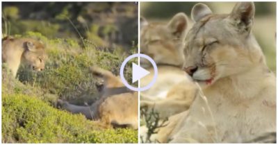 Video: Báo sư tử kịch chiến giành lại lãnh thổ để nuôi con