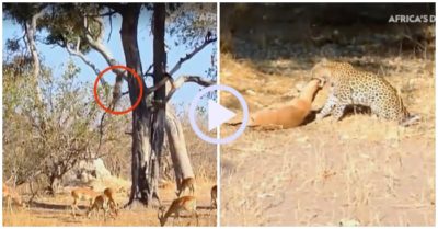 Video: Báo hoa mai nấp trên cây lao xuống vồ linh dương