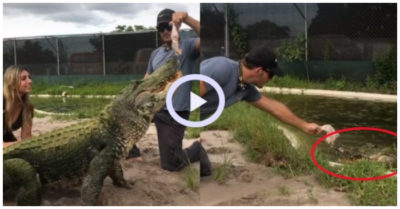 Video: Cá sấu dỗi bỏ đi vì đớp trượt đùi gà
