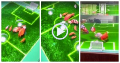 Video: Đàn cá đá bóng như cầu thủ chuyên nghiệp