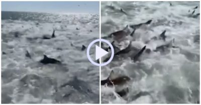 Video: Hàng trăm cá mập bất ngờ tấn công đàn cá mòi dưới thuyền