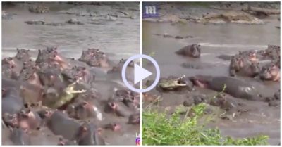 Video: Cá sấu lao đao vì lạc giữa đàn hà mã hung hãn