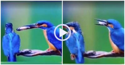Video: Chim mời bạn ăn cá để làm lành