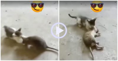 Video: Mèo con chật vật giữ tai chuột khủng