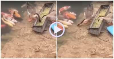 Video: Ngỗng san sẻ thức ăn cho hàng xóm
