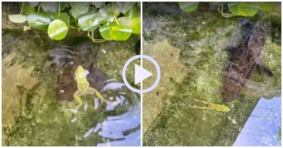 Video: Gặp nguy hiểm ếch giả chết đánh lừa cá lóc