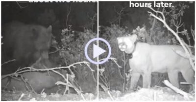 Video: Giấu mồi để dành, báo sư tử bị gấu đen cướp mất