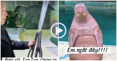 Video: Hải cẩu ngã ngửa khi được cắt râu bằng kéo khủng