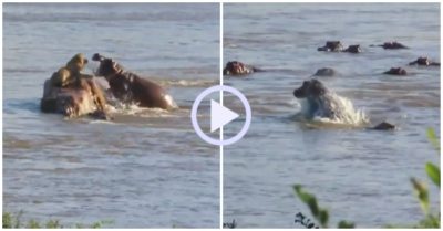 Video: Sư tử mắc kẹt trên sông bị đàn hà mã tấn công