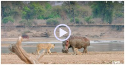Video: Hai anh em sư tử hợp sức đối đầu hà mã