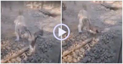 Video: Hổ bỏ chạy khi đối đầu với ngỗng