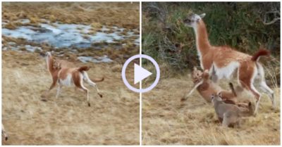Video: Báo puma trả giá vì săn con mồi lớn gấp ba
