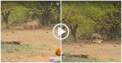 Video: Báo hoa mai một mắt bị linh cẩu cướp mồi