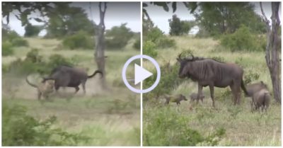 Video: Linh dương đầu bò đánh đuổi báo hoa mai và lợn bướu để cứu con