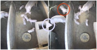 Video: Đang đánh nhau, lợn con bị mẹ ‘sút’ bay sang nhà hàng xóm