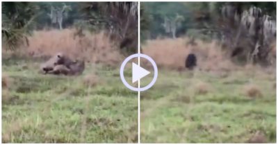 Video: Thấy đôi báo sư tử đánh nhau, lợn rừng lao tới can ngăn