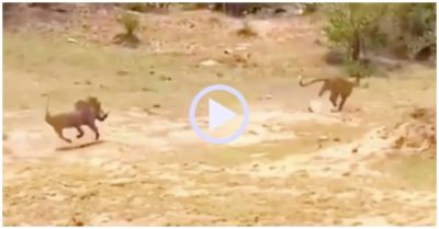 Video: Báo chạy trối chết vì bị lợn rừng đuổi