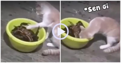 Video: Mèo tá hỏa lộn nhào vì thò chân vào trêu cua