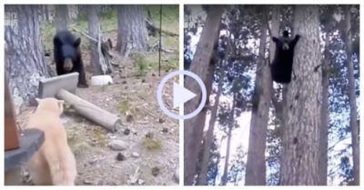 Video: Bị mèo đuổi, gấu trèo lên cây lánh nạn