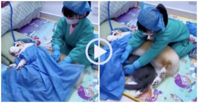 Video: Cô chủ thích làm bác sĩ biến chó mèo thành ‘sản phụ’