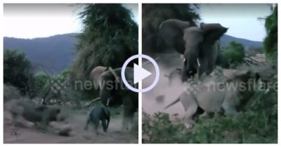 Video: Sư tử bị voi mẹ đuổi chạy thục mạng vì tấn công voi con