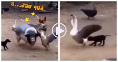 Video: Cún con cắn đuôi ngỗng giải cứu heo
