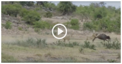 Video: Bị bầy sư tử tập kích, trâu rừng vẫn thoát thân ngoạn mục