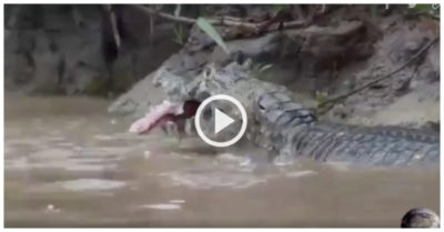 Video: Đàn cá piranha cướp con mồi ngay trên miệng cá sấu