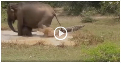 Video: Cá sấu bỏ chạy lên bờ vì bị mẹ con voi cướp chỗ