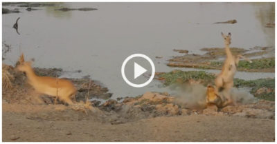 Video: Linh dương tung mình thoát hàm cá sấu trong gang tấc