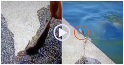 Video: Cá rô phi thân lên bờ tránh mặt cá to
