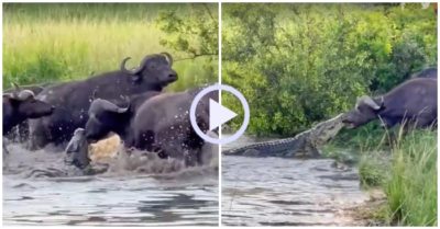 Video: Bị ngoạm trúng mõm, trâu rừng quyết lôi cá sấu lên bờ