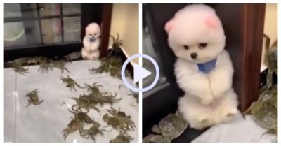 Video: Bị đàn cua tấn công, cún con đứng co ro bên góc cửa