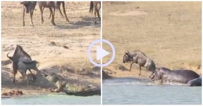 Video: Hà mã cứu linh dương đầu bò thoát khỏi hàm cá sấu