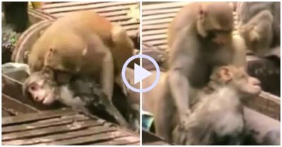 Video: Khỉ hoang ‘hồi sức tim phổi’ cứu sống bạn bị điện giật bất tỉnh