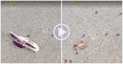 Video: Đàn kiến khốn đốn vì bị thanh niên trêu chọc