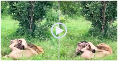 Video: Nằm gọn dưới nanh vuốt sư tử, linh cẩu thoát chết bất ngờ