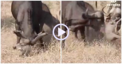 Video: Thách thức trâu lớn, lợn lòi bị húc văng khỏi mặt đất