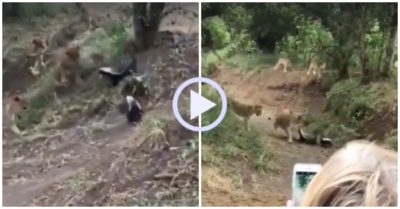 Video: 7 con sư tử bị đôi lửng mật đánh lui