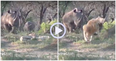 Video: Đôi sư tử giật mình bỏ chạy vì bị tê giác ‘hỏi thăm’