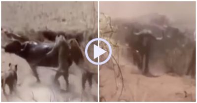 Video: Bầy trâu rừng ùn ùn kéo đến giải cứu đồng loại, 3 sư tử cuống cuồng bỏ chạy