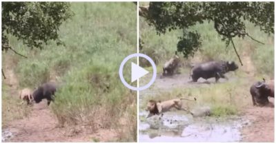 Video: Săn trâu rừng, sư tử đực bị nhấc bổng lên không trung