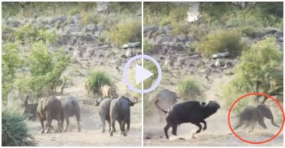 Video: Nghe tiếng kêu từ xa, đàn trâu rừng lao đến cứu voi con khỏi nanh vuốt sư tử