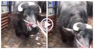 Video: Bò cái mang thai quỳ gối ‘xin tha’ khi bị dắt vào lò mổ